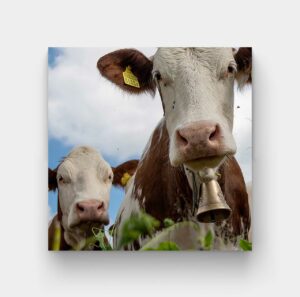 cow bell